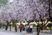 Lễ hội Hoa Ban tỉnh Điện Biên năm 2018