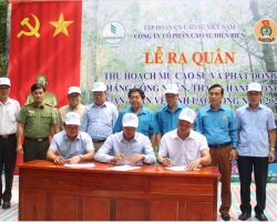 29 Tin bài Lễ ra quân thu hoạch mủ Cao su Điện Biên 02