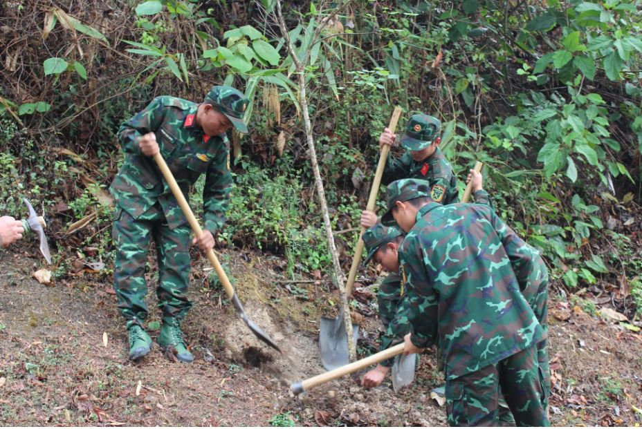 03 Trồng cây hoa ban 05